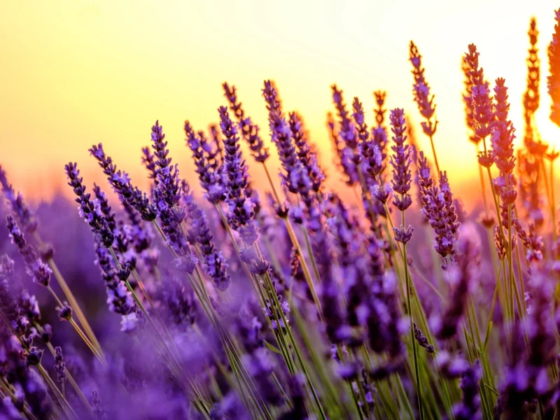 A lavender field at sunset.