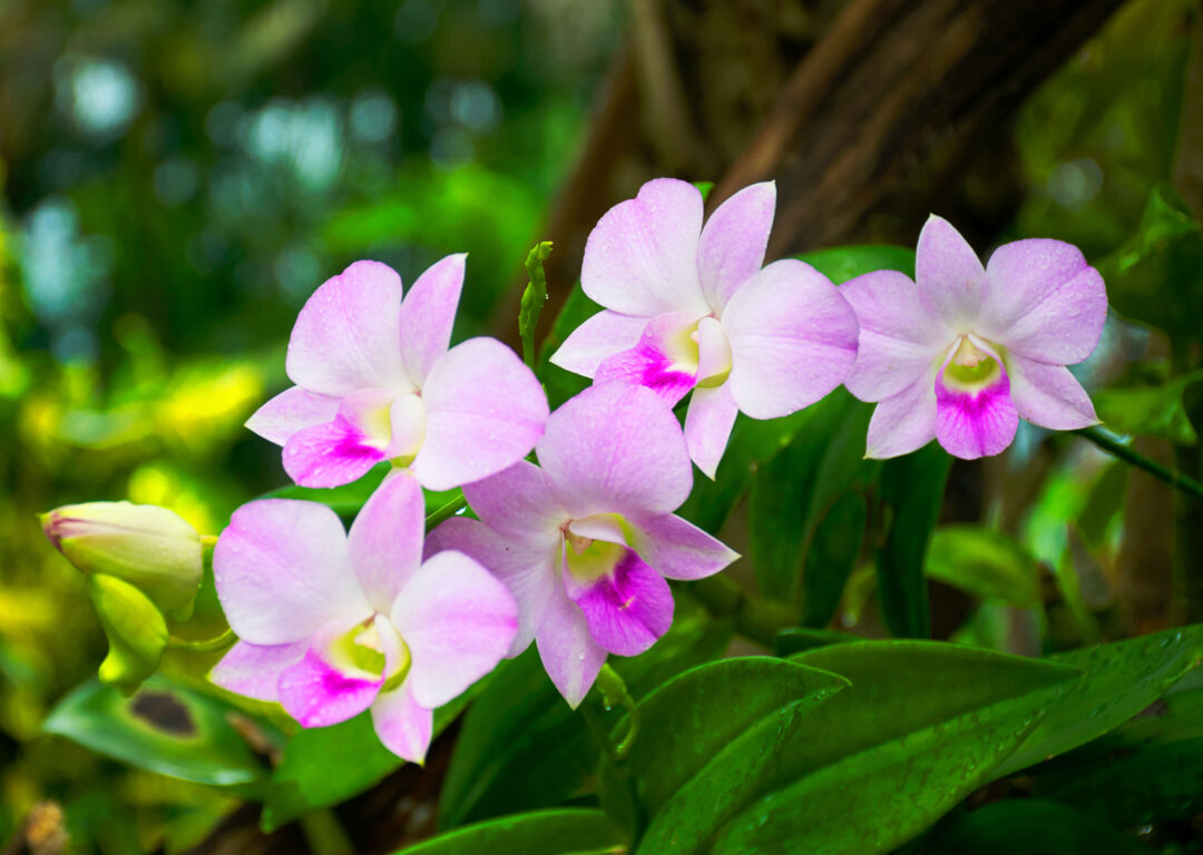 Purple Orchids