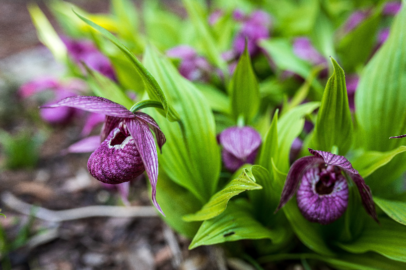 Purple droopy flowers